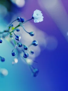 лепестки, цвета, обои, стебли, макро, яркость, бутоны, растения, фото, цветы