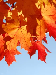 sweet november, листва, осень