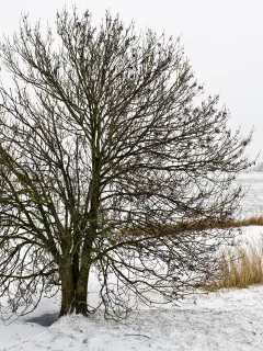 снег, зима, природа, дерево