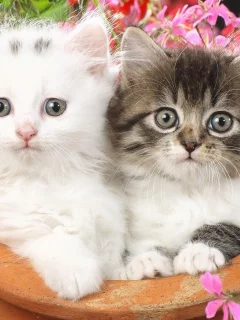 котята, цветы, животные