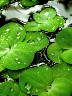 ряска, вода, капли, водное растение