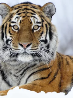 фото, картинки