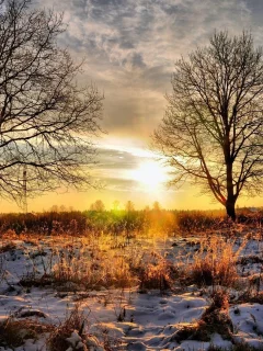 фон, солнце, закат, обои, снег, пейзаж, зима, природа, деревья, картинка, фото, небо, мороз
