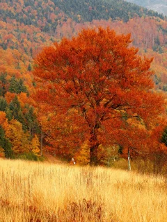 лес, осень, дерево