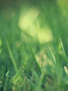 трава, зеленый, grass