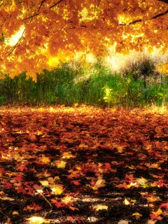 природа, клён, дерево, листва, осень