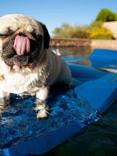 Мопс, вода