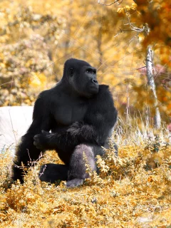 this fall and stopped, at the zoo, went to detroit