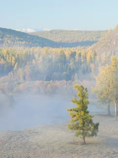 дерево, туман, пейзаж