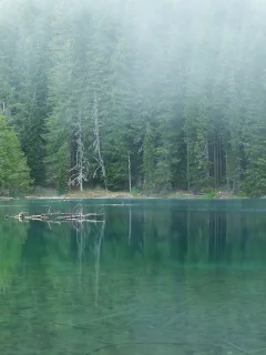 1920x1200, природа, деревья, trees, fog, nature, озеро, лес, туман, вода, water, lake, пейзаж, landscape, forest