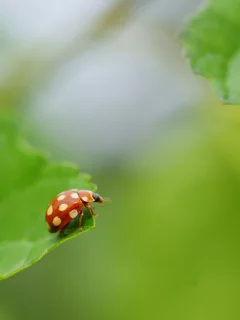 красный, лист, жук, макро