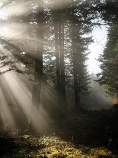 свет, лес, природа, лучи