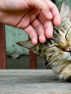 обои, ласка, кошка