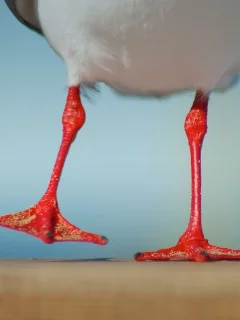птица, лапки, две