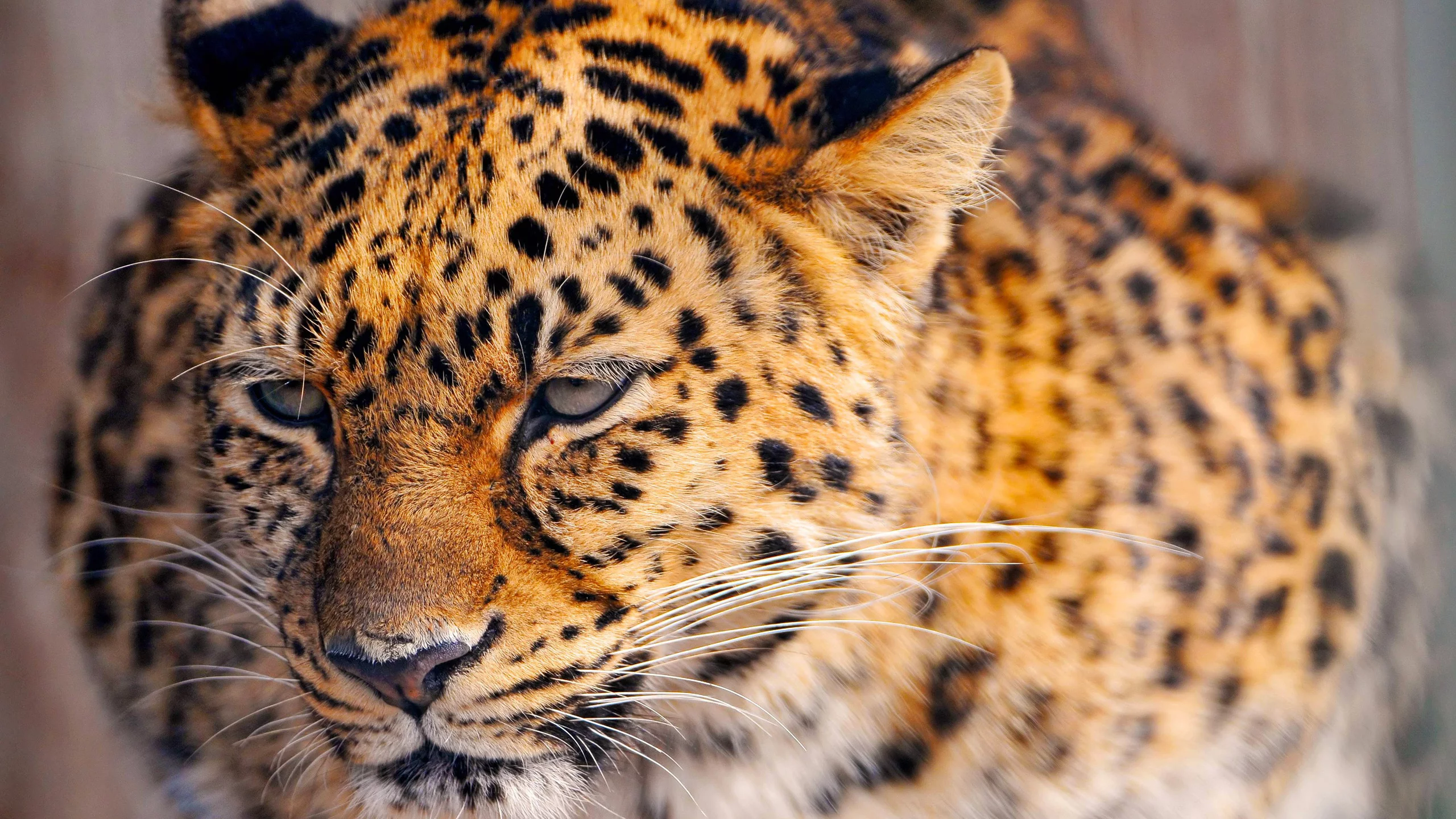 киса, леопард, leopard