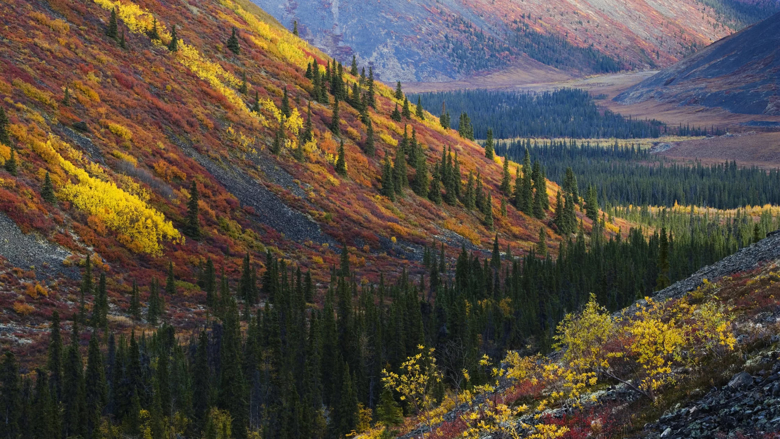лес, холмы, осень