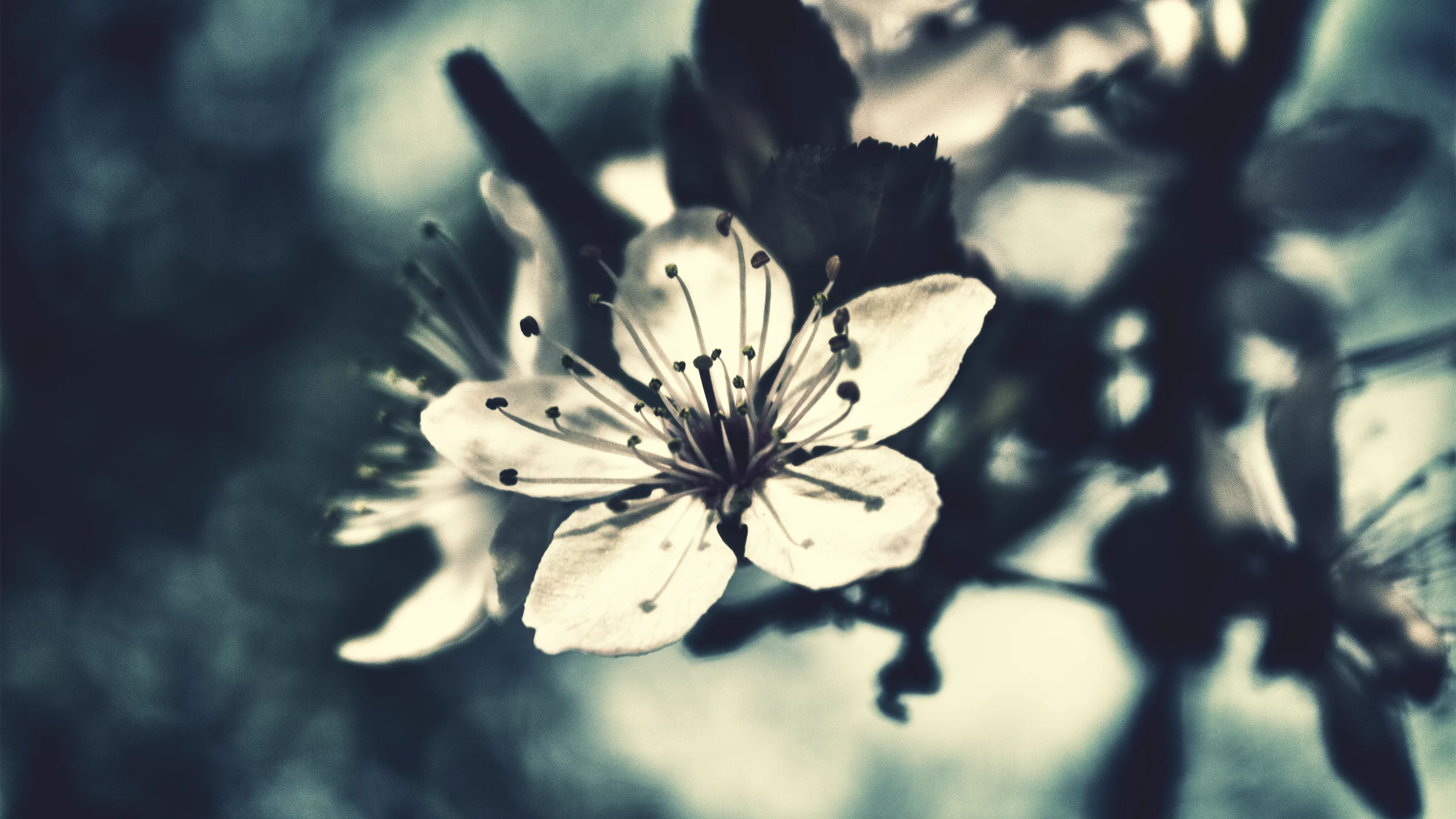 вишня, фокус, flowers, макро, цветок, бутон, цветение, лето, цветы, лепестки