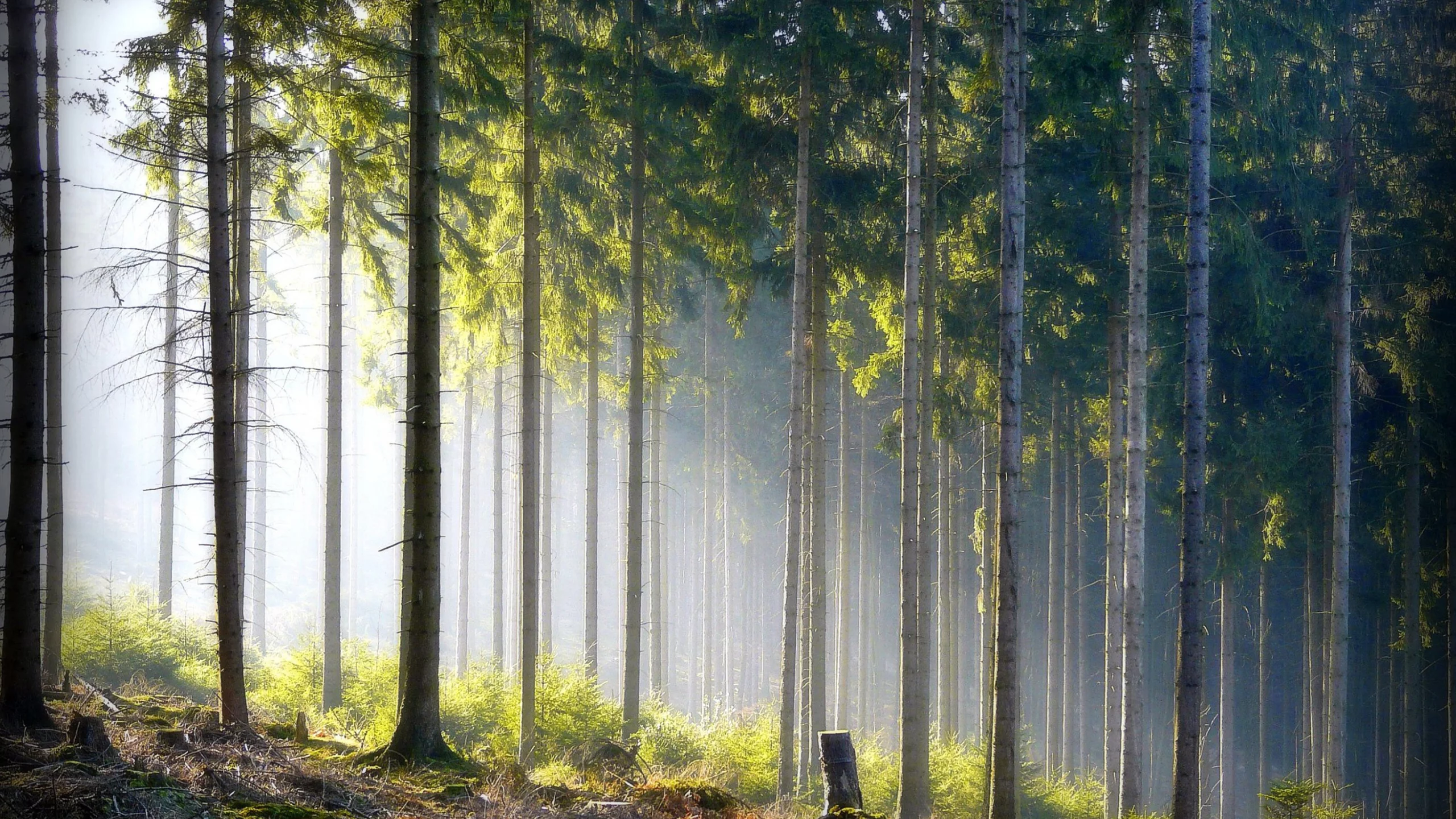 лес, природа, стволы
