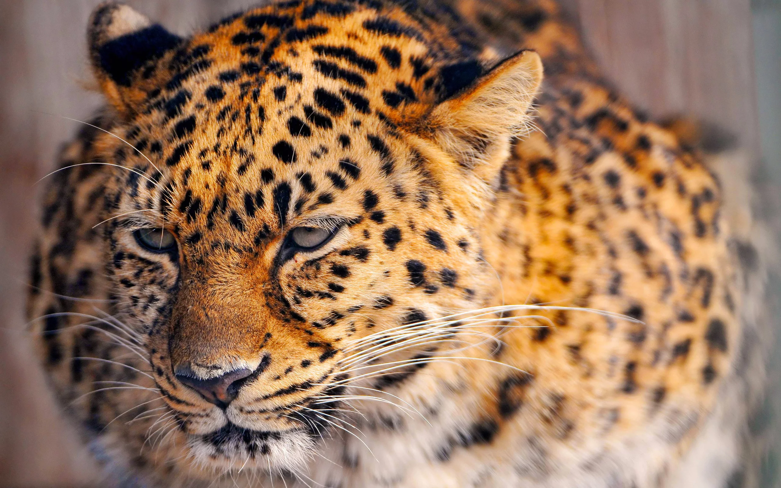 киса, леопард, leopard