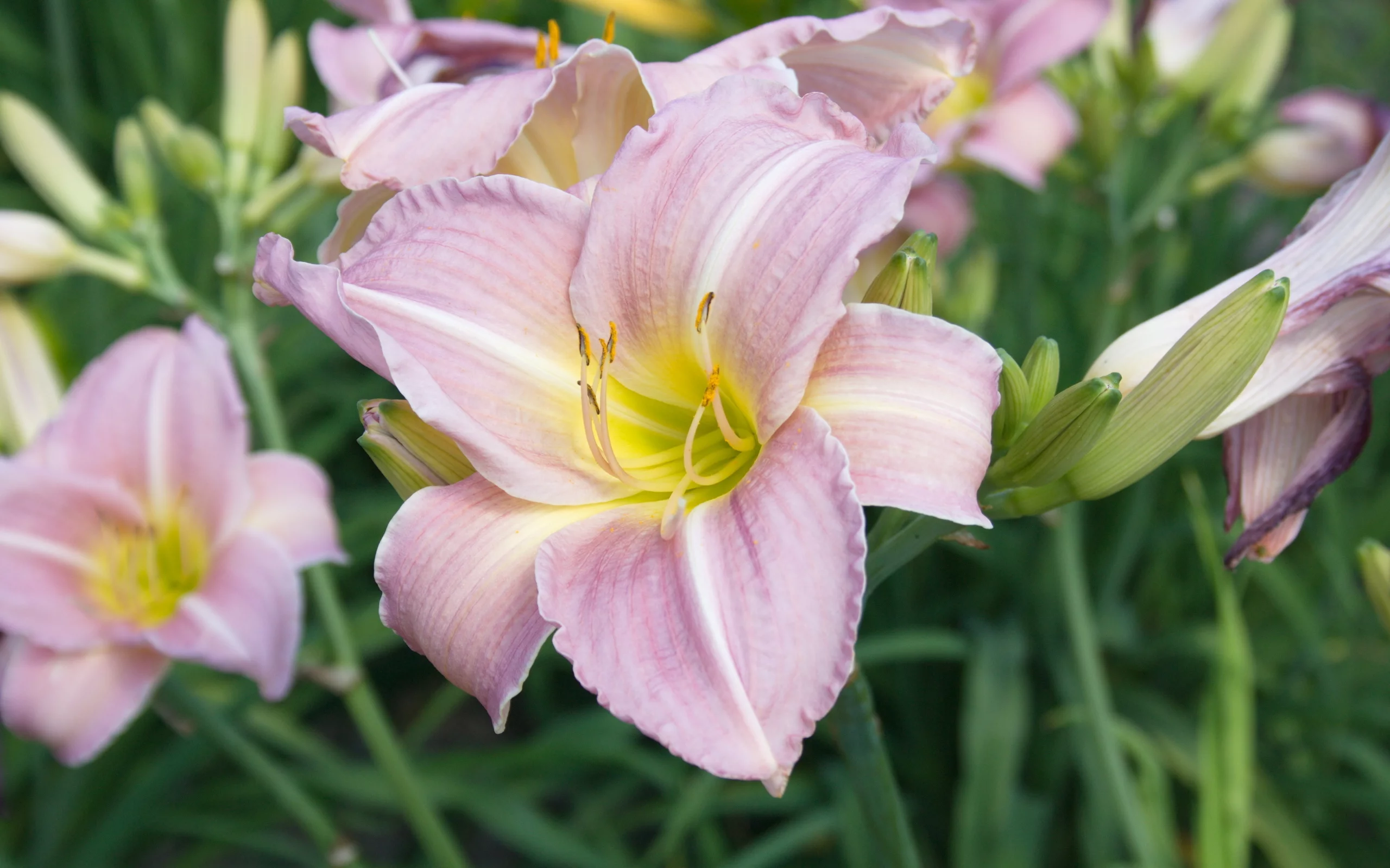 hemerocallis, лилейник, красоднев