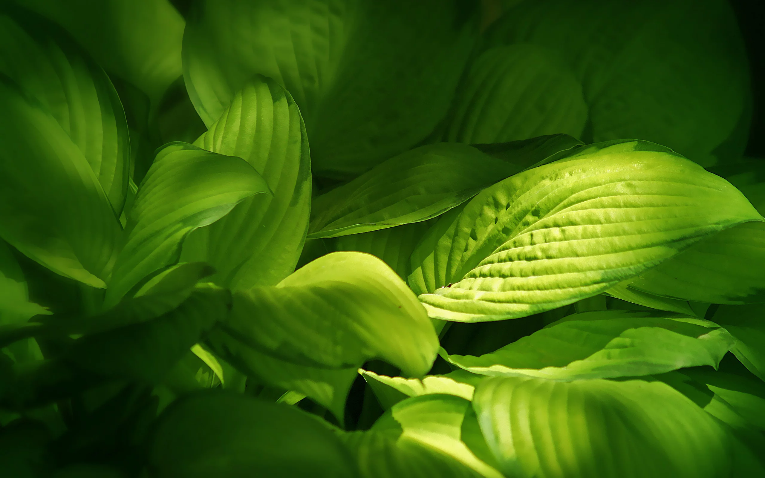 листики, растения, green, leaves, зеленые