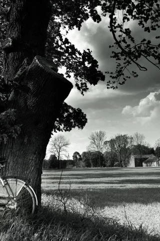 landscape, велосипед, black and white, bicycle, nature, tree, field
