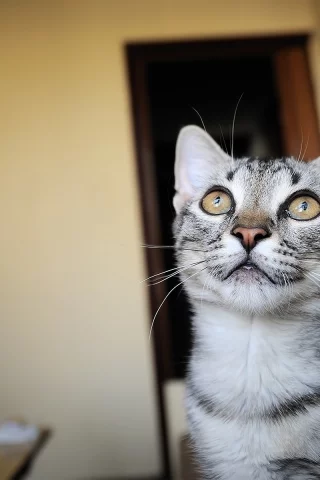 морда, wallpapers, обои, комната, кот, смотри, кошка, котэ