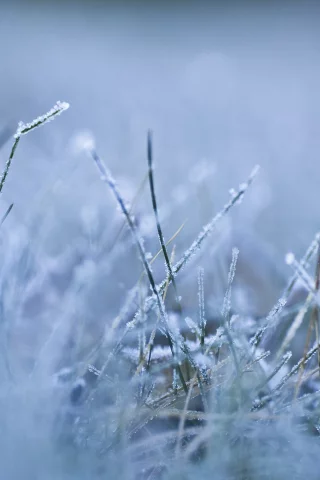 frozen, утро, холод, мороз