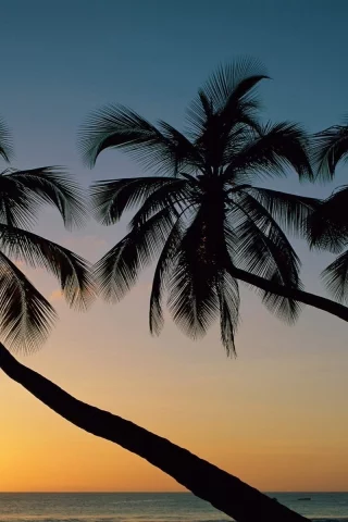 солнце, пальмы, природа, море, небо, закат