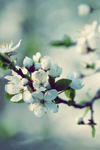 вишня, лепестки, spring, цветение, макро, цветы, белые, размытость, весна, природа, блики, ветка