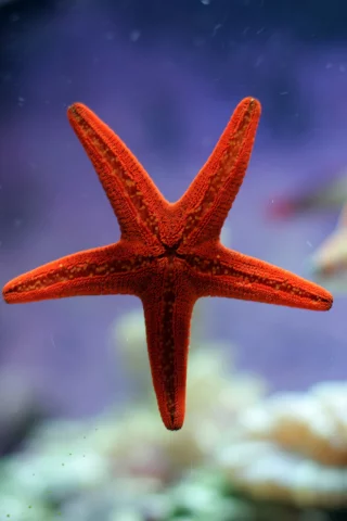 обои, море, звезда, вода