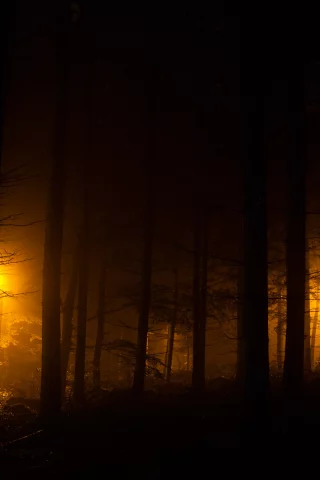 лес, ночные огни, фонари, evening lights, огни, ночь
