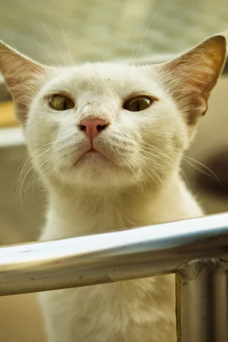 котяра, перила, взгляд