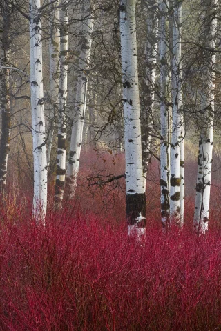 осень, березы, лес
