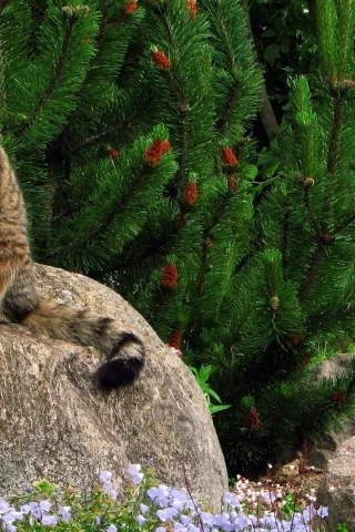 кот, ель, животные