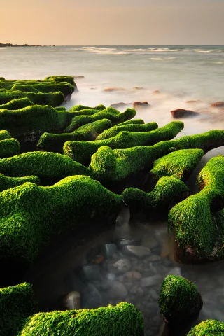 камни, водоросли, море