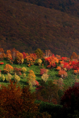 деревья, свет, горы, лес, природа, sarukura, осень
