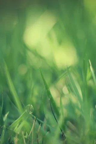 трава, зеленый, grass