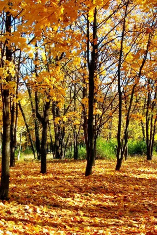 осенние обои, деревья, листья, природа, парк, лес, листва, осень