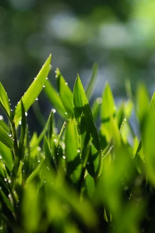 зелень, grass, трава