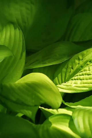 листики, растения, green, leaves, зеленые