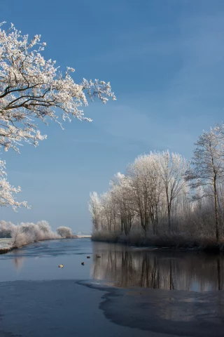 зима, дерево, река, природа