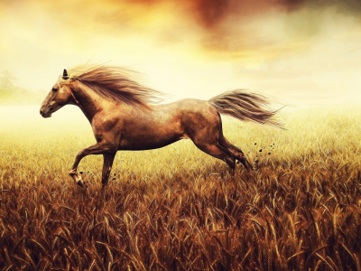horse, nature, лошадь, grass, бег, поле