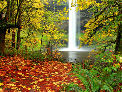 папоротник, водопад, осень, пейзаж, лес, листопад