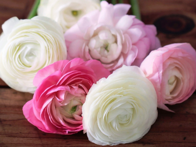 ranunculus, лепестки, цветы, белые, бутоны, розовые, лютики