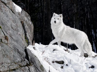 волк, лес, хищник, снег, белый, зима, камни, волчица