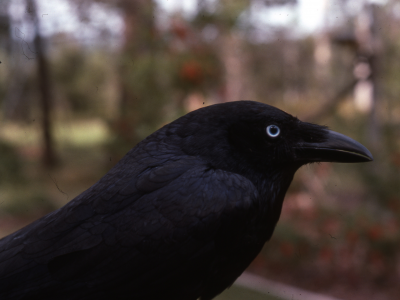 torresian crow, птицы, ворон, животные