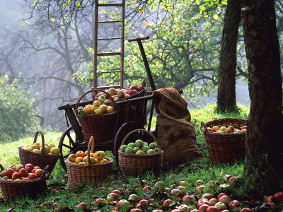 урожай, яблоки, корзины