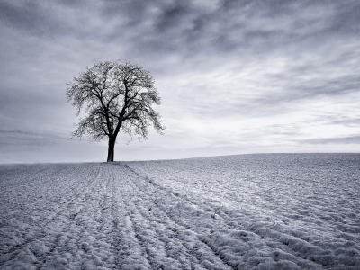 дерево, снег, зима, поле, небо