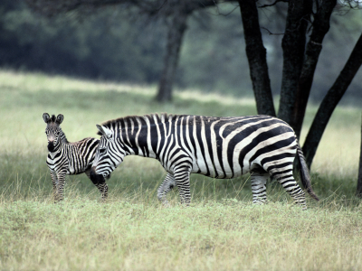 zebra, зебры, семейство